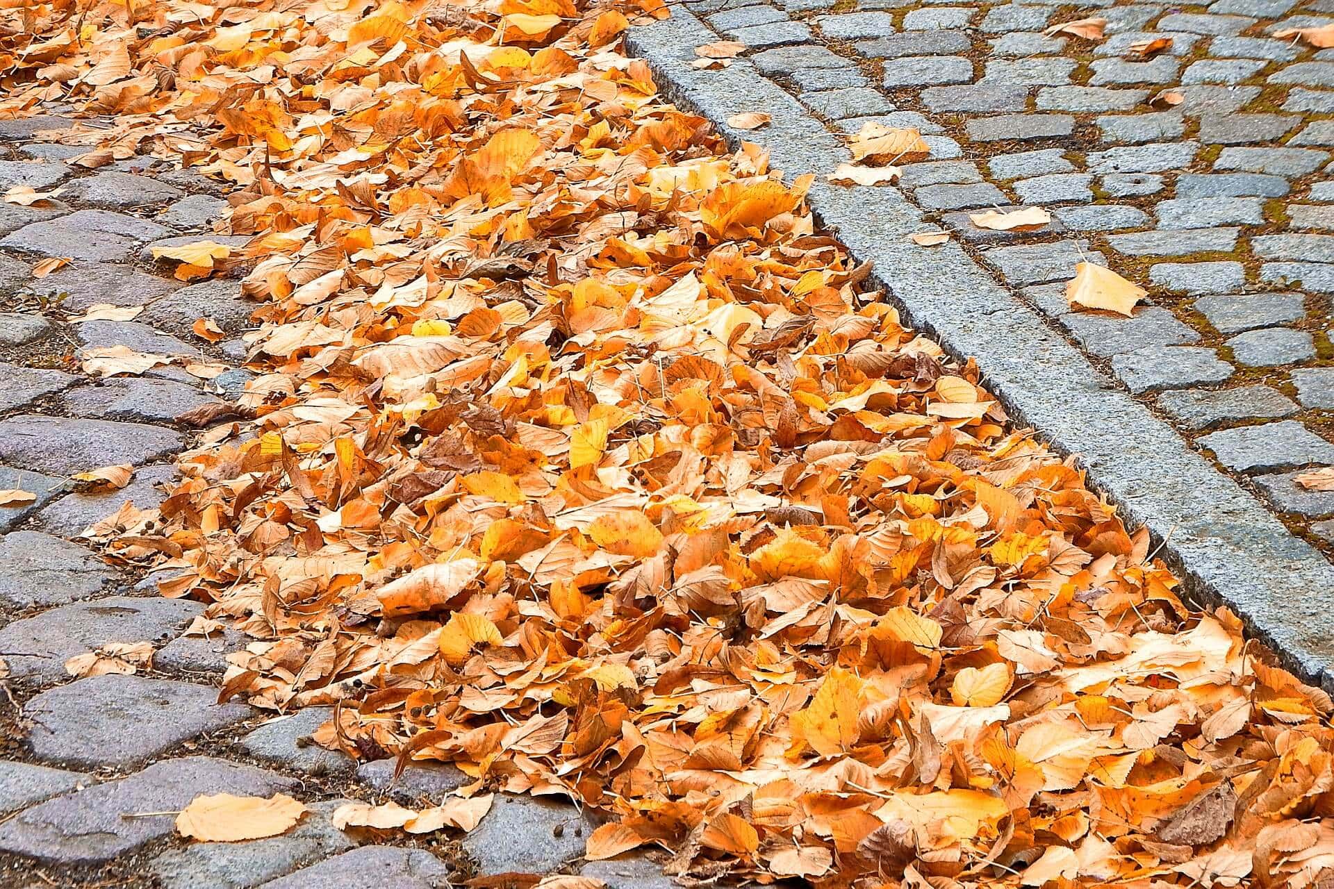 Laub Auf Der Straße