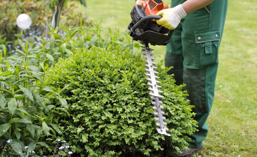 Mitarbeiter Der Optima Gebäudeservice Nord Gmbh Beim Heckenschnitt Im Gartenbereich In Lübeck