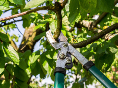 Pflege, Sicherheit Und Wachstum – Warum Regelmäßiger Baumschnitt So Wichtig Ist 1 Professioneller Baumschnitt Mit Astschere – Fachgerechte Baumpflege Durch Optima Gebäudeservice Nord Gmbh Für Gesunde Und Sichere Bäume.