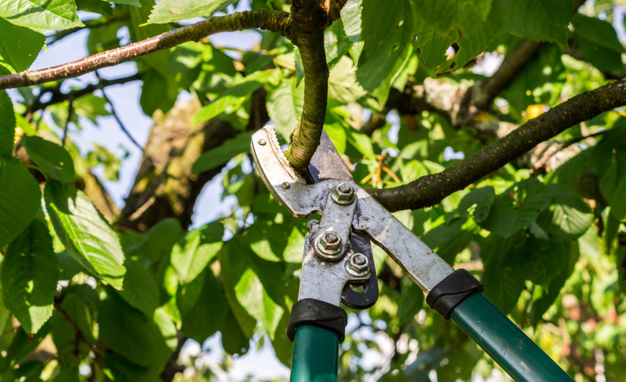 Professioneller Baumschnitt Mit Astschere – Fachgerechte Baumpflege Durch Optima Gebäudeservice Nord Gmbh Für Gesunde Und Sichere Bäume.