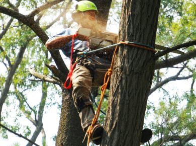 Baumschnitt Im Herbst – Jetzt Ist Die Beste Zeit 1 Baumpfleger Mit Motorsäge Führt Baumfällung In Großer Höhe Durch – Professionelle Und Sichere Baumarbeiten Durch Optima Gebäudeservice Nord Gmbh.