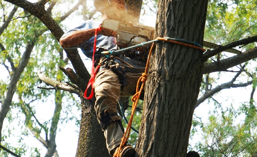 Baumpfleger Mit Motorsäge Führt Baumfällung In Großer Höhe Durch – Professionelle Und Sichere Baumarbeiten Durch Optima Gebäudeservice Nord Gmbh.